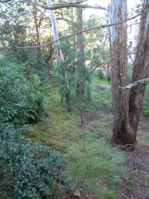 Steep country, the  'big hill', Pymble